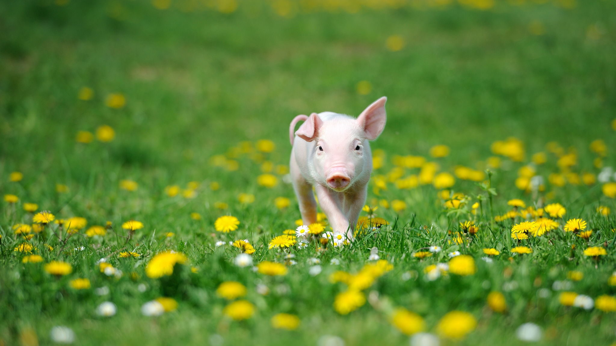 Свинки гуляют. Поросята на траве. Свинья в поле. Поросенок на лужайке. Свиньи на лугу.